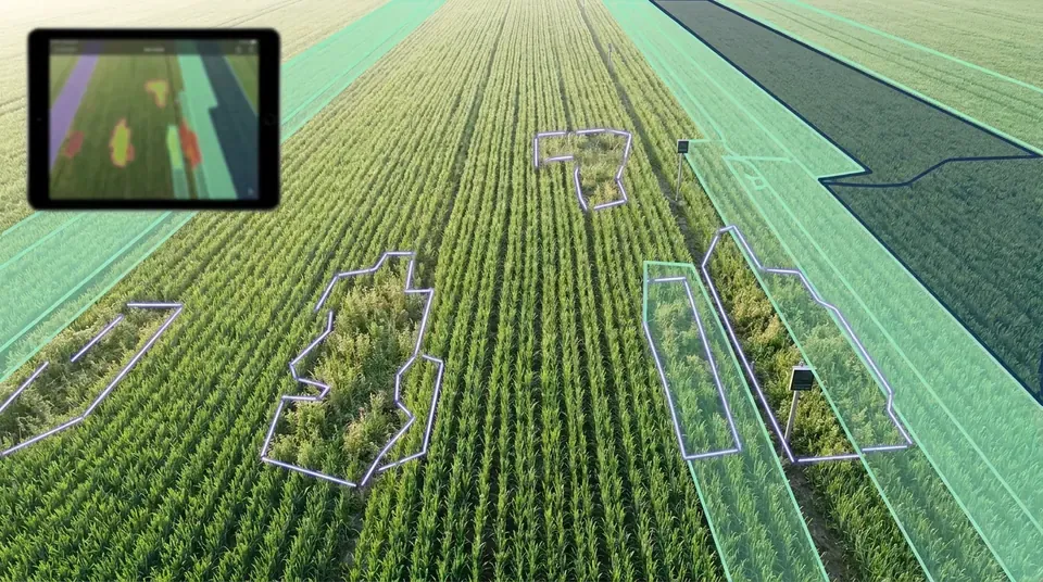 Drone view of crop rows with weed patches outlined